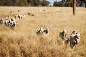Image of sheep in the grass
