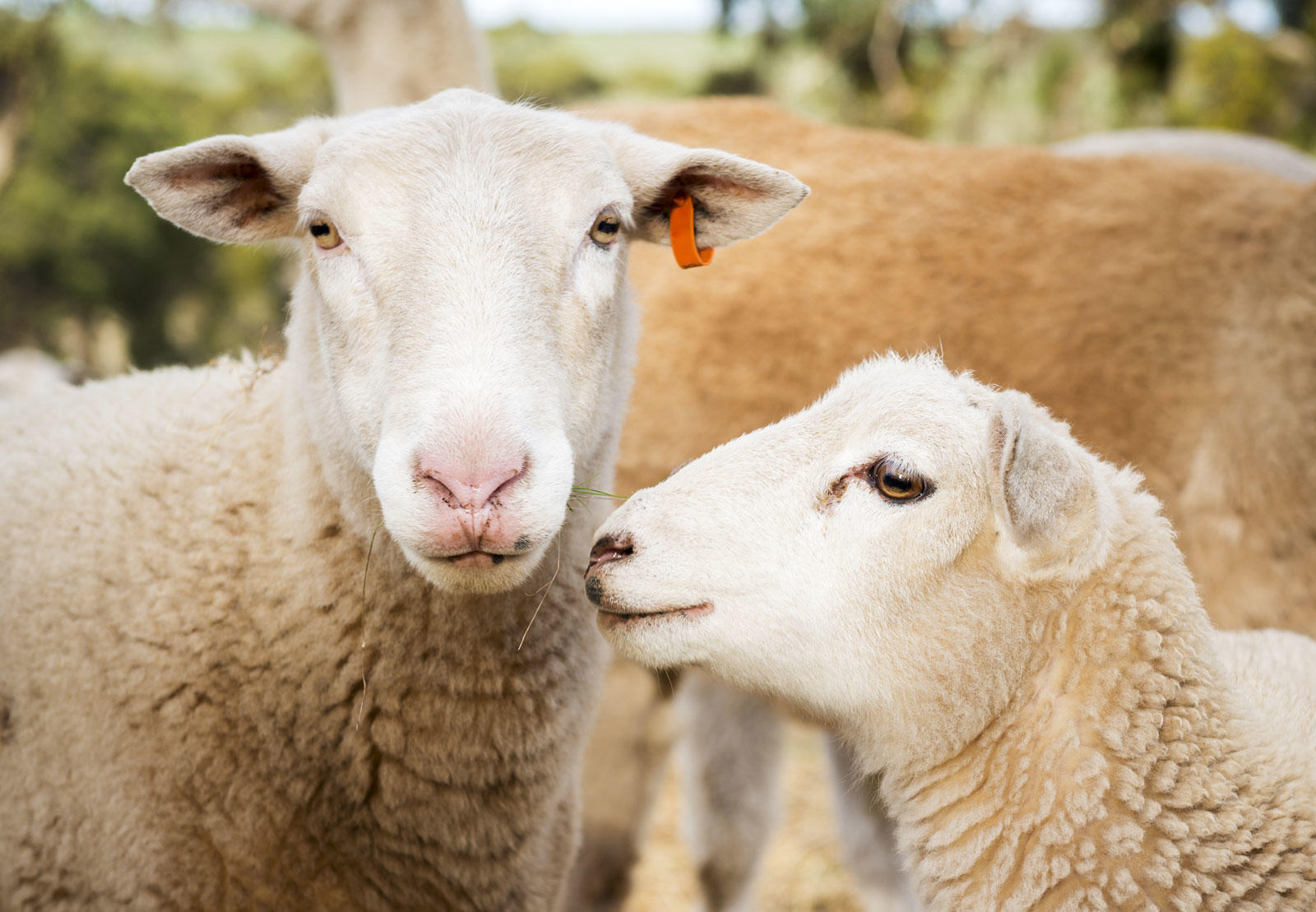Image of sheep, close up.