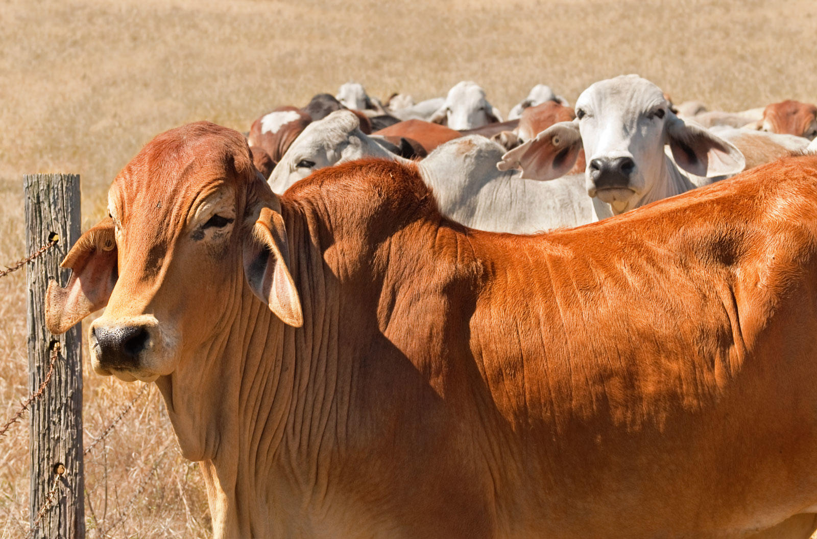 Image of cows, close up